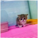 펫퍼스트 24시 강아지분양고양이분양 용인점 | 펫퍼스트 24시 강아지분양 고양이분양 용인점에서 반려동물을 입양한 진짜 후기^^