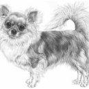 강아지톡 이미지