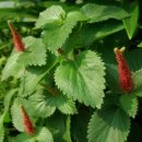 여우꼬리 이미지