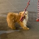 올래퍼피 이미지