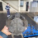 갈라파고스