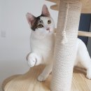 고양이호텔 묘랑묘랑 이미지