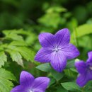 햇살플라워 이미지