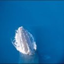 하얀고래 이미지