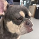 리츠펫(송도점) 이미지