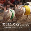 돼지꼬리 잡고 순대 달리는 블로그