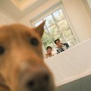 더블유 | 서울 가든더블유 스튜디오 웨딩촬영 후기 │ 반려동물과 함께한 웨딩스냅