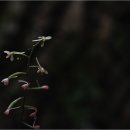 힐링야생화 - 구미시 산호대로 1235-1 | 힐링야생화