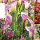 조아가든 이미지