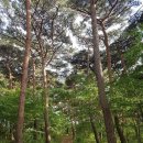 소나무송 이미지