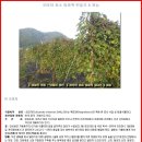 효소 - 오미자 효소 발효액 만들기 &amp; 효능 이미지