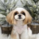 그루밍독 연구소 이미지