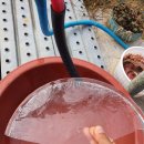 이삭골 농장 | 22년 머름골 벼농사