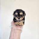 불독 | 성수동 강아지분양 프렌치불독 분양후기