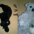 흑과백 이미지