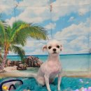 펫 살롱 파밀리에 이미지