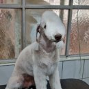 달이네 애견미용실 이미지