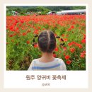 원주 양귀비 축제 용수골 꽃축제 아이랑 다녀온 후기