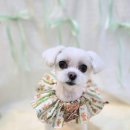 다이아몽 이미지