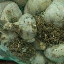 수정)부루베리 의성마늘 홍감자 수미감자 양파 깐 완두콩 햇당근 완숙 찰토마토 이미지
