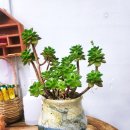 승희네 다육이 이미지