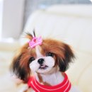 때아장 네이버블로그