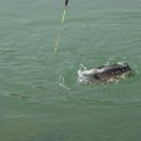 삼가향어 이미지