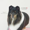 스타덤 펫살롱 이미지