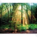 더불어숲 이미지