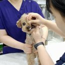 누리종합동물병원 이미지