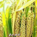 보경 라이브