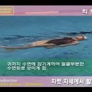 20060952 권순태입니다!! 수영동영상 입니다. 이미지