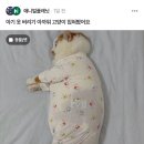 아기 옷 버리기 아까워서 고양이 입혀봤어요.cat 이미지