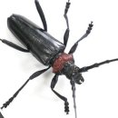 장수하늘소농장 이미지