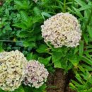 오늘, 정원 이미지