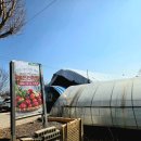 금일농장 | 평택 딸기농장 체험 가격 당일수확 무봉산진위딸기농장│평택가볼만한곳