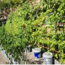 인천청일초등학교 이미지