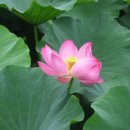 곡성-009 Daum카페