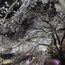 울산광역시 남구 무거동 행정복지센터 | [울산 벚꽃 실시간] 밤에 더 황홀한 궁거랑 벚꽃축제, 2026 무거천 야간 데이트 풀코스