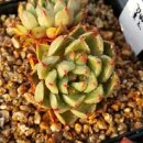 정남농장 이미지