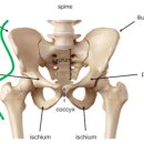 벤바디짐 이미지
