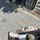 진정훈동물병원 | 김멍멍과 동네 마실 : 요즘 자주 가는 애완견 출입 가는 카페 빈스로드카페