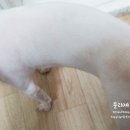 러브펫 멀티펫샵 수유역점 이미지