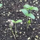 영암농장 이미지