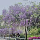 상봉(1)주공아파트 | 경남 진주 등나무꽃 명소 상봉서동아파트 26/4/14 (상봉주공1차아파트)