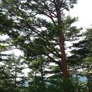 소나무숲 이미지