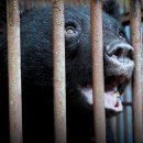 뜬장 떠난 22마리 곰들이 말하는 것…“아직 280마리가 남았다” [영상] 이미지