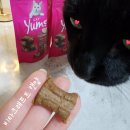 골든캣 | 고양이 소세지 비타크래프트 캣얌 리버소시지 냄새에 이미 대혼란