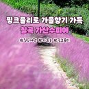 칠곡 #가산수피아🌸 핑크뮬리 이미지