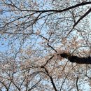 유가초등학교 | 대구 벚꽃 명소 달창지 벚꽃축제 개화상황부터 주차꿀팁, 데이트 후기까지